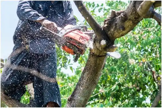tree services Cross Plains